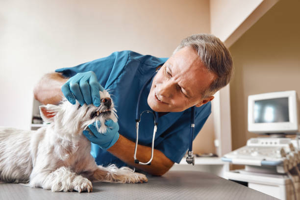 Best Emergency Dental Care for Abscessed Tooth in Round Lake Park, IL
